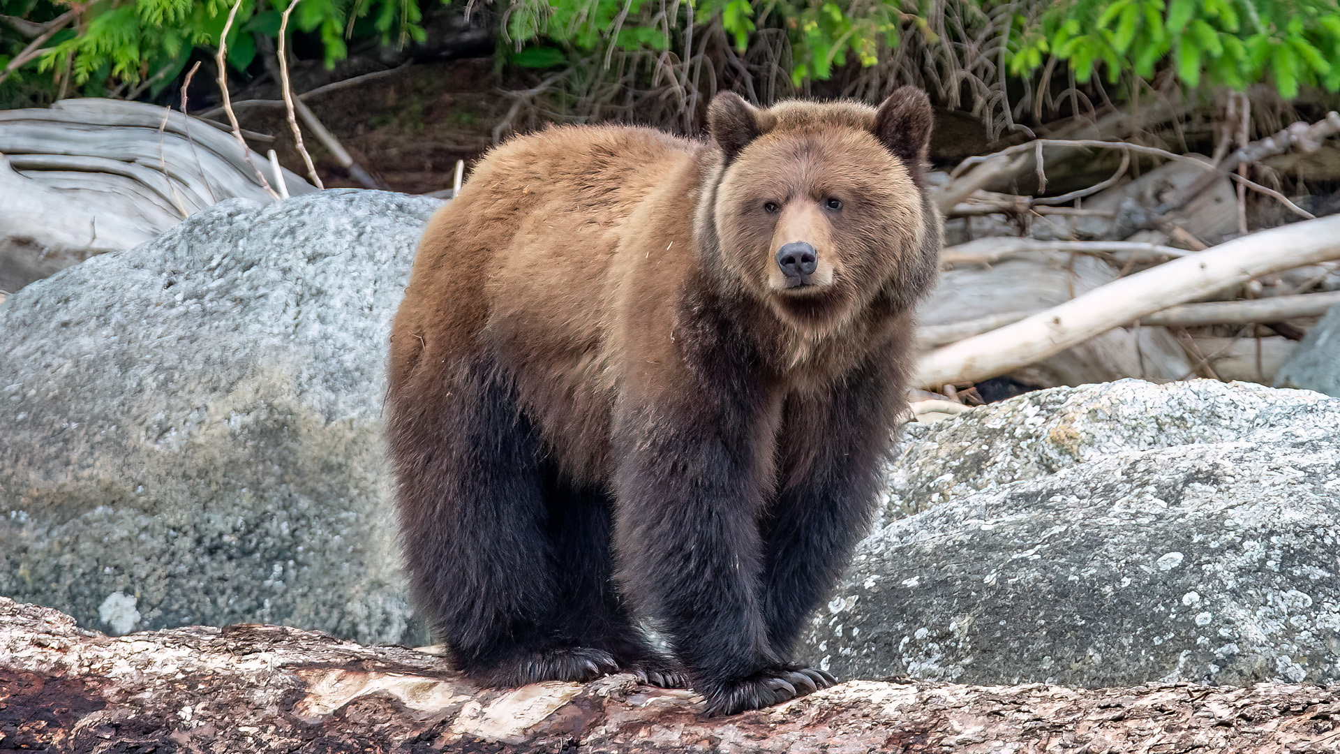 The dark “socks” on this bear will aid in identifying it in the future. This bear is roughly 3.5 years old. You can discern its youth as the face still retains some cub-like proportions.
