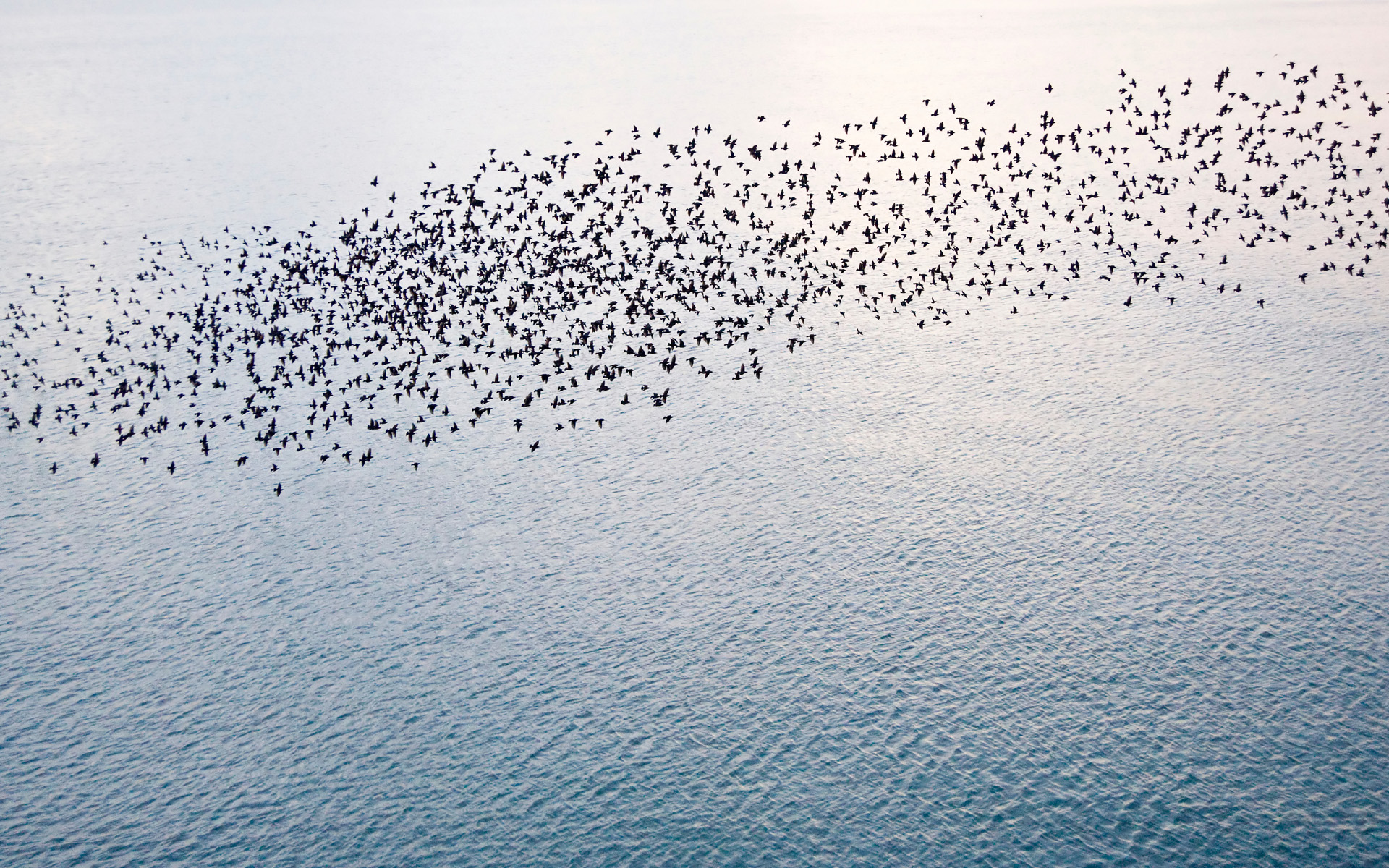The natural phenomenon which occurs annually in UK of starlings migrating in very tight formation
