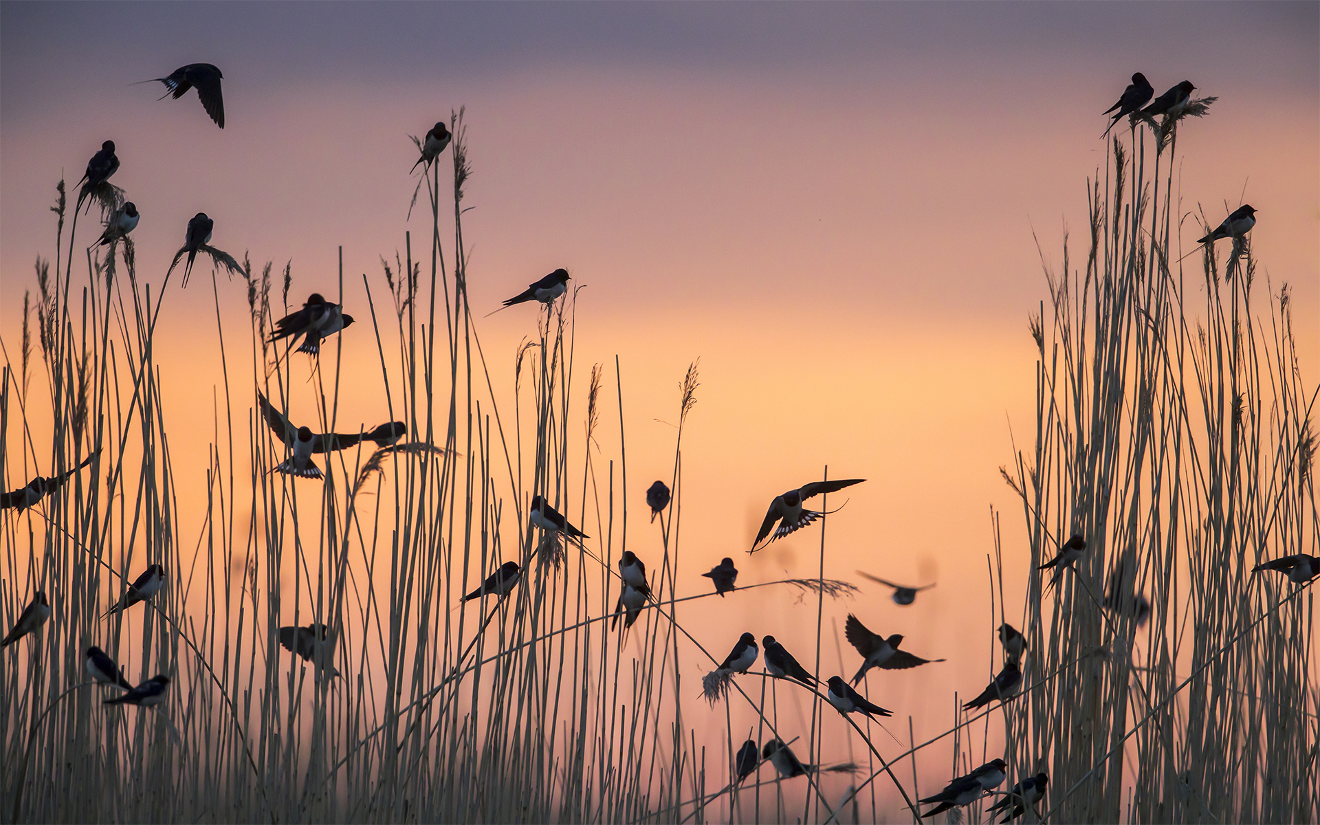 Barn swallows