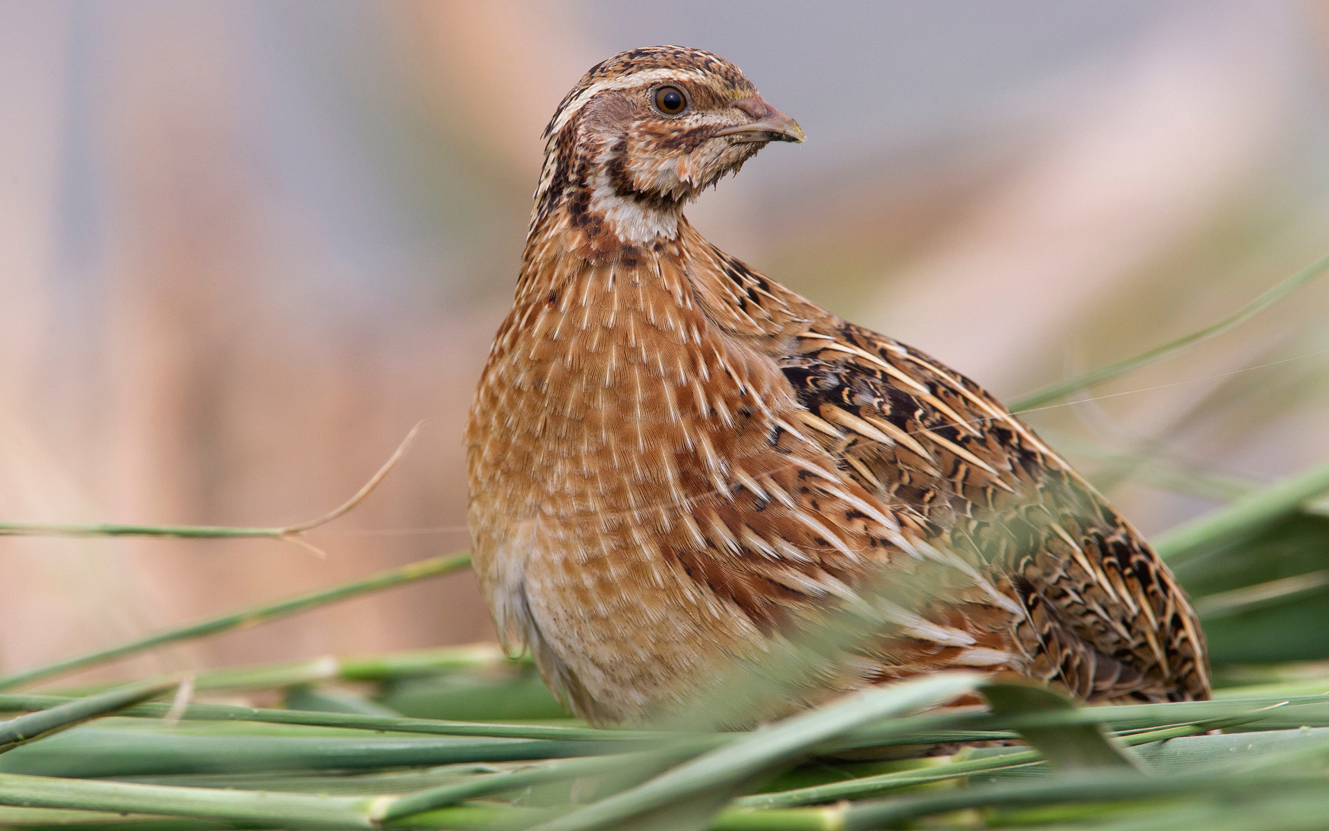 Kwartel op doortrek staand in het grasland; Common Quail standing in grasland during migration