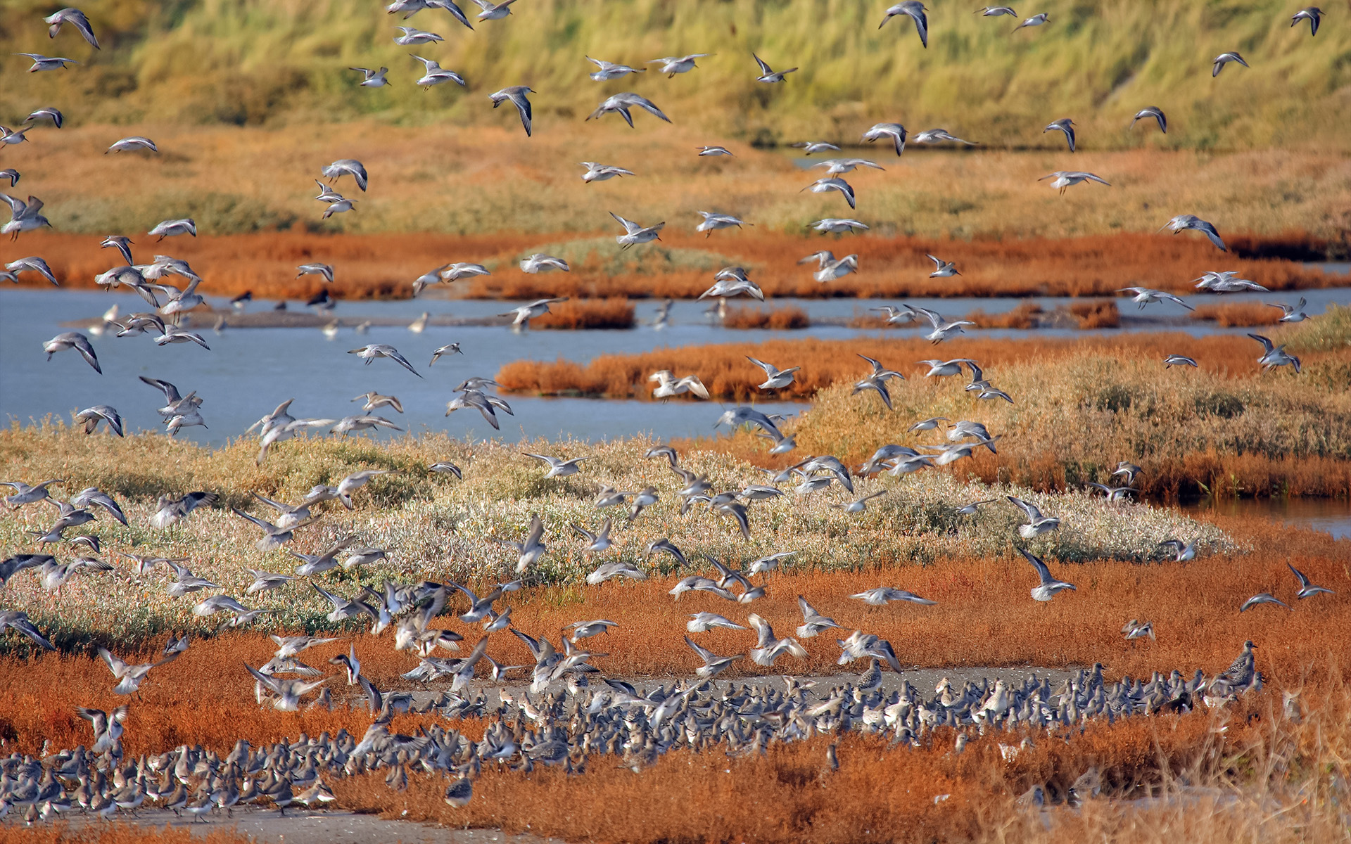 Flock of Waders on Saltmarsh on Essex Coast