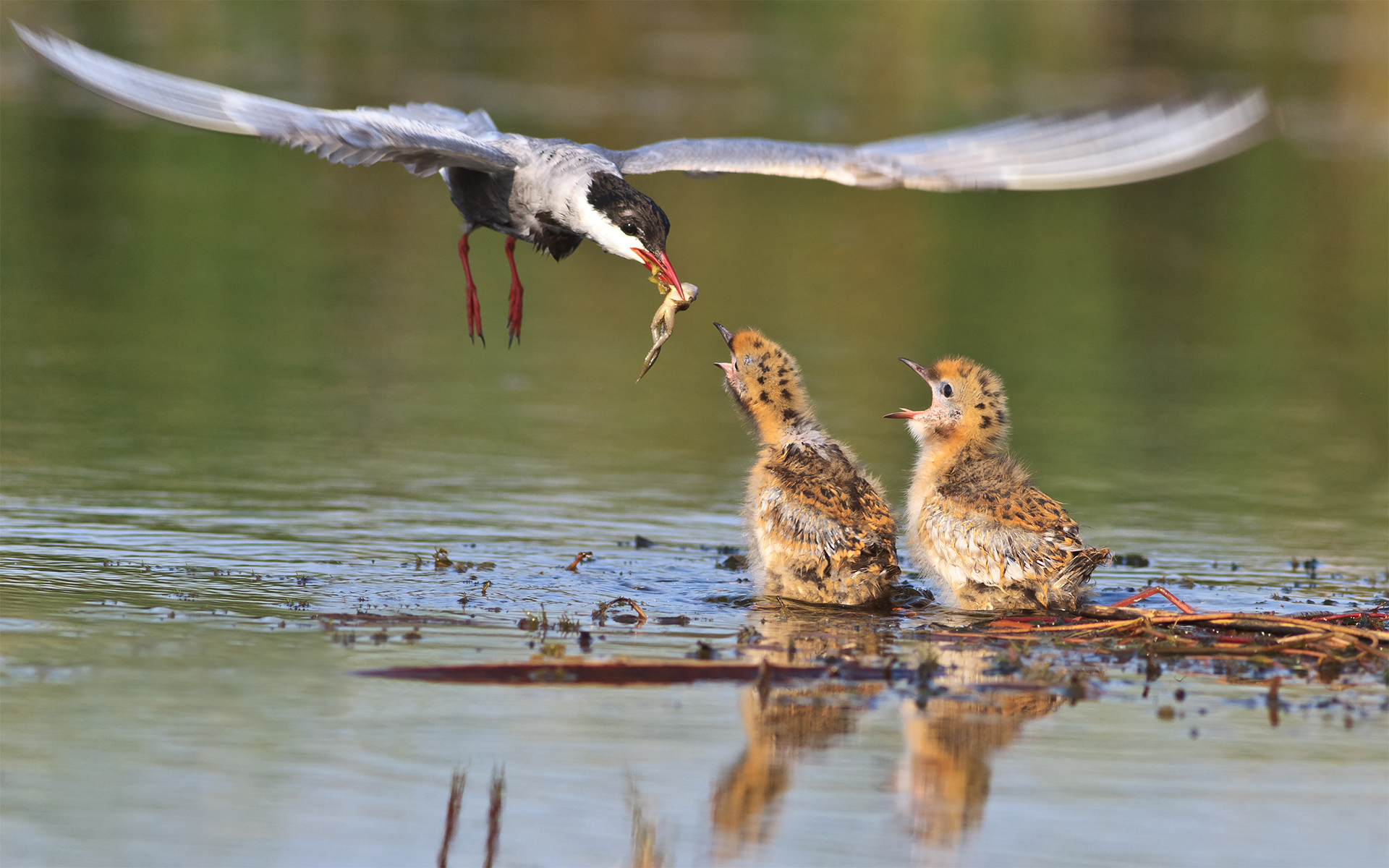 Common tern feeding chicks