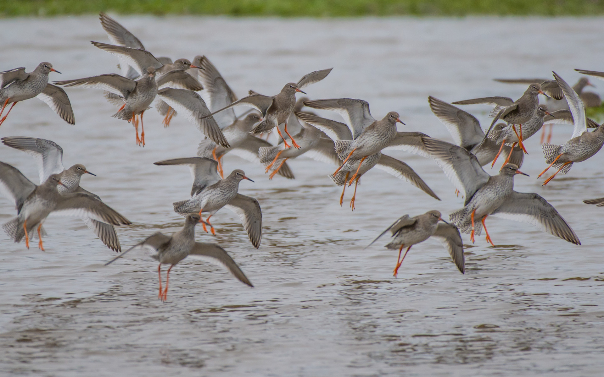 Redshanks landing, Slimbridge, England