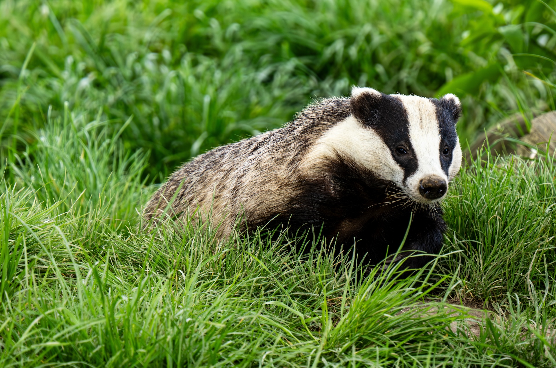 Eurasian badger