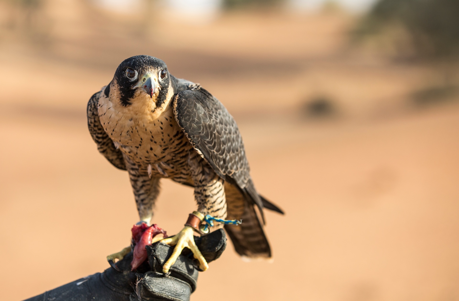 peregrine falcon with falconer