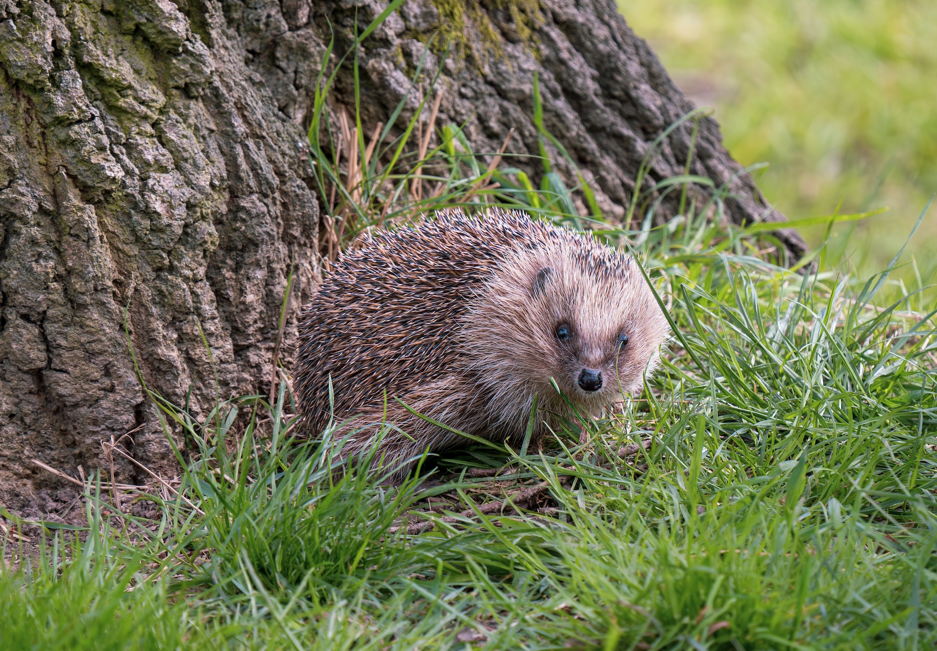 hedgehog