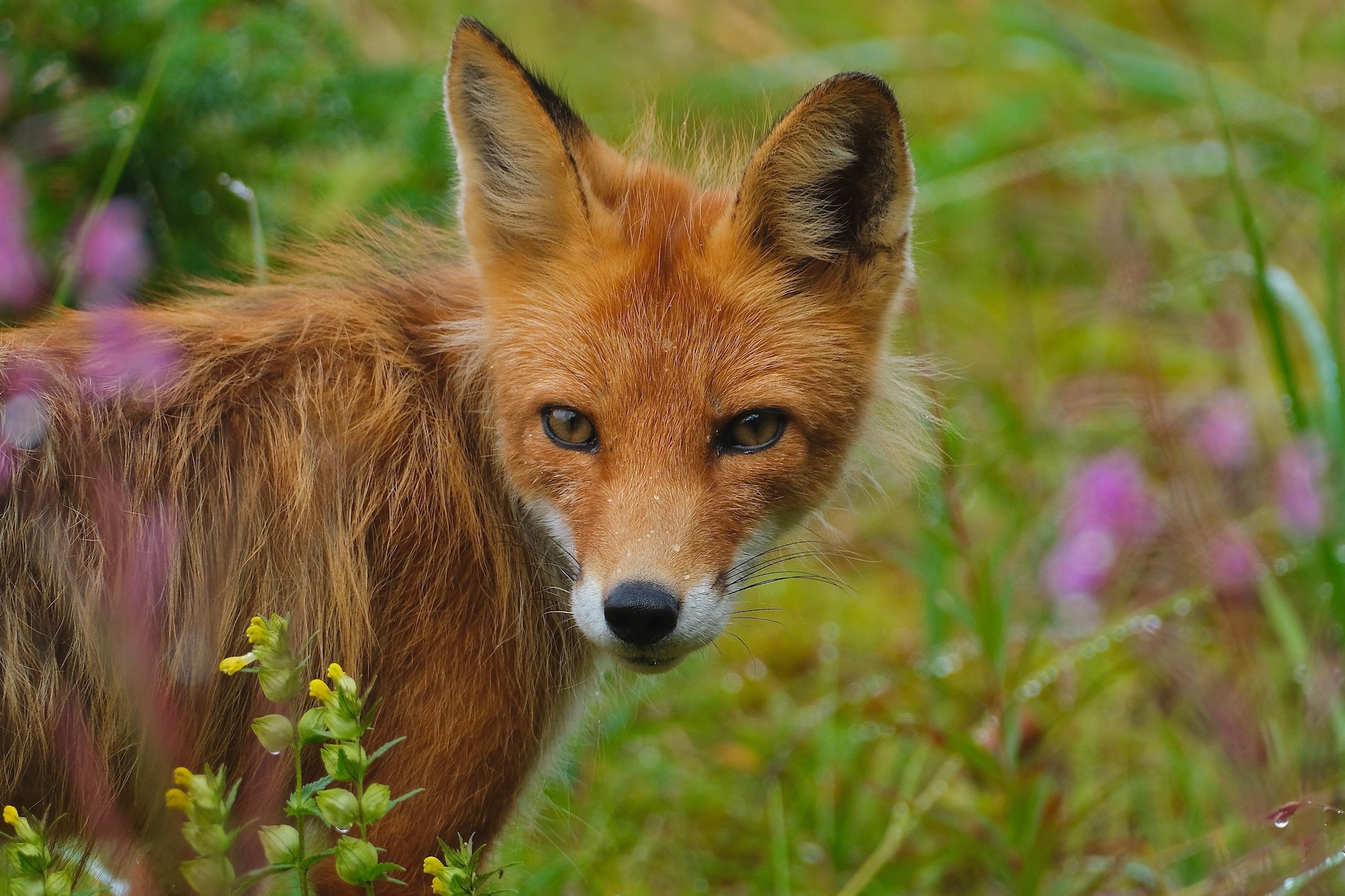 red fox
