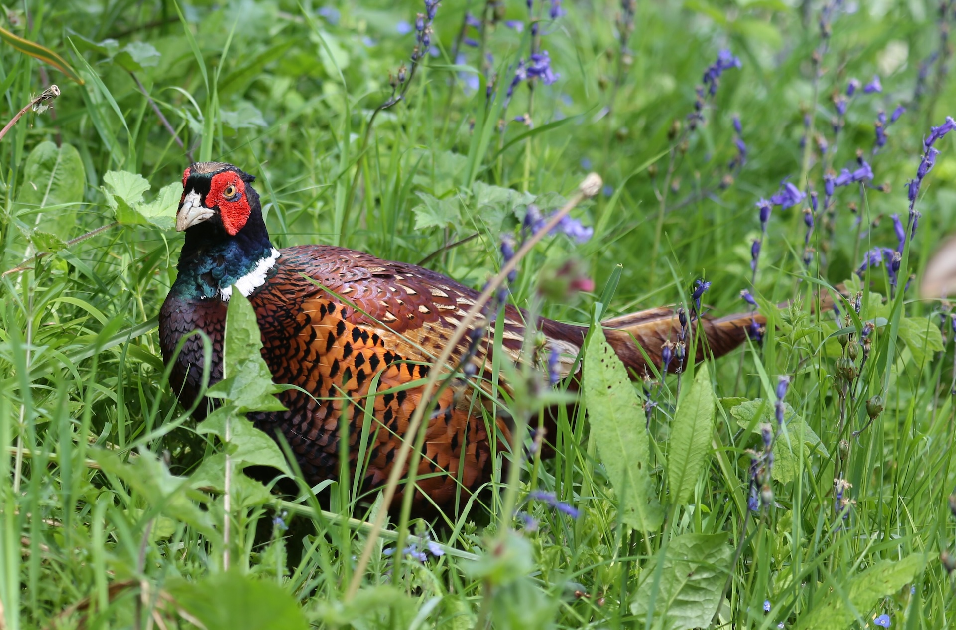 ring-necked pheasant in the Cotswolds