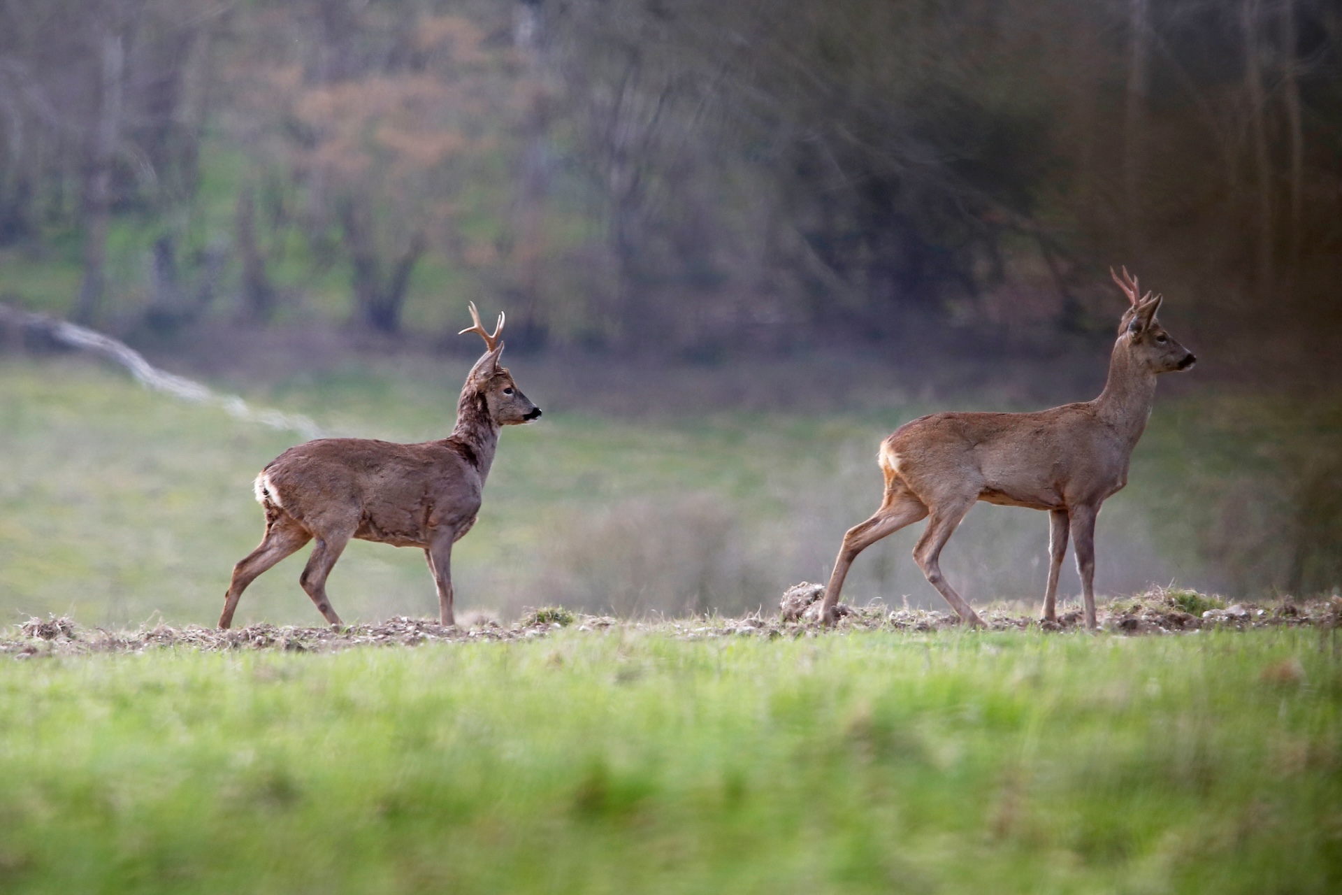 roe dee in Salisbury, England