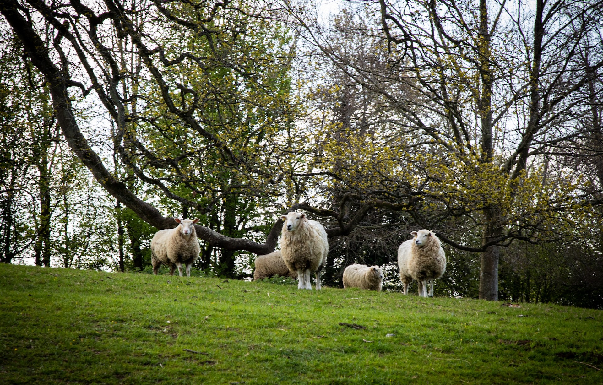 sheep in the English Cotswolds