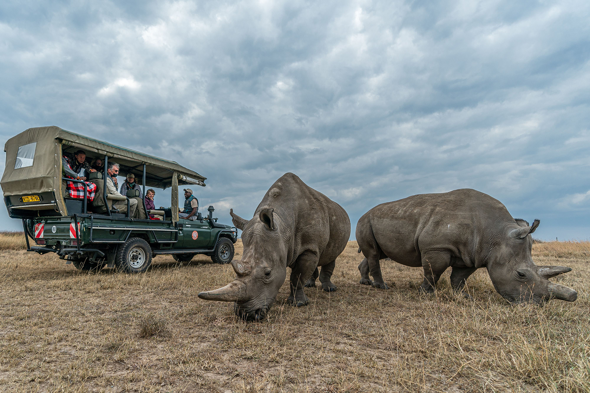 endnagered rhinos wildlife safari east africa Ol Pejeta Conservancy