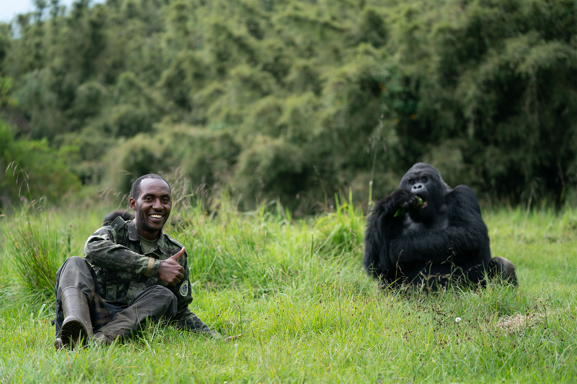gorilla trekking uganda rwanda wildlife ranger