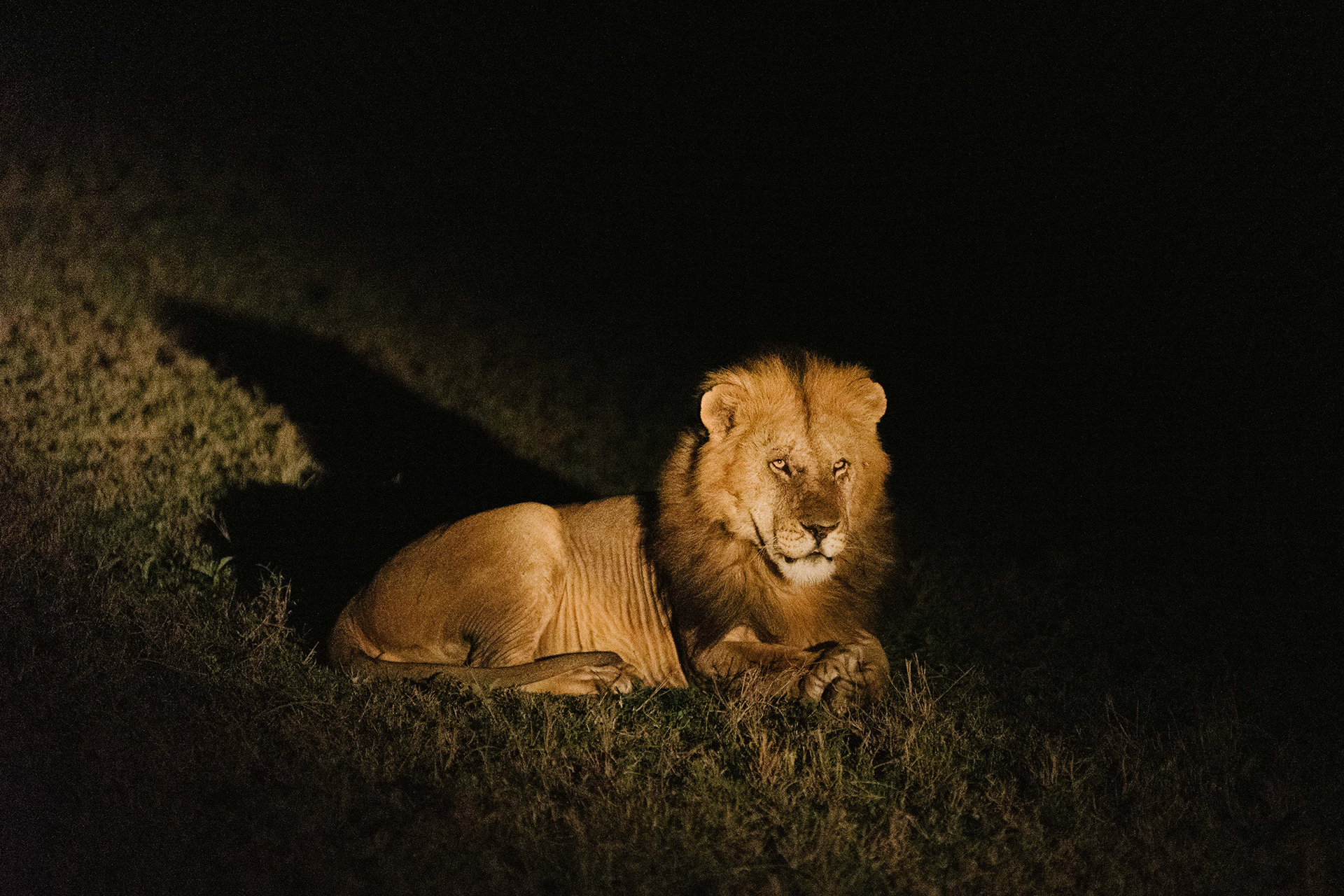 safari night drive lion