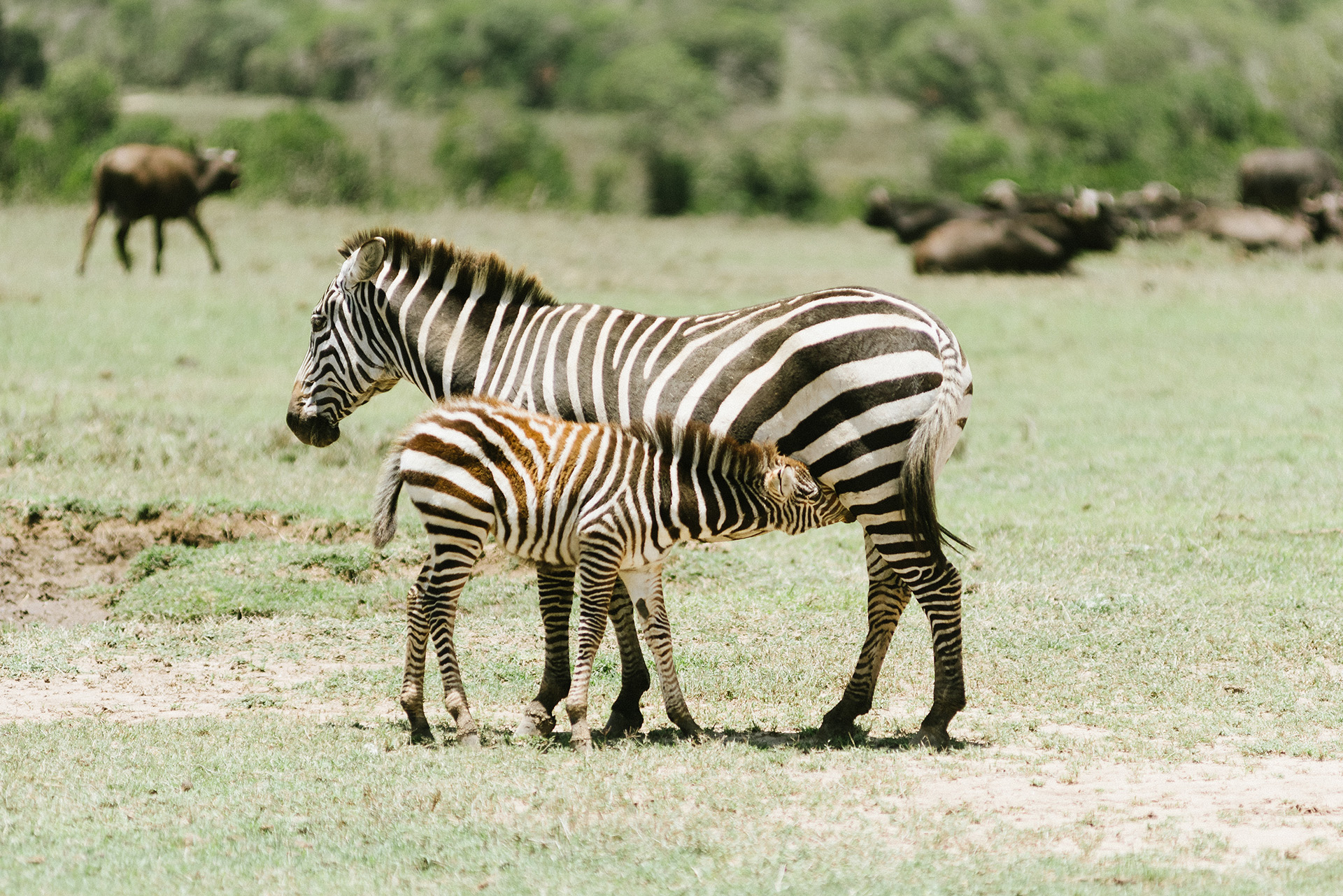 zebra mother and baby calf