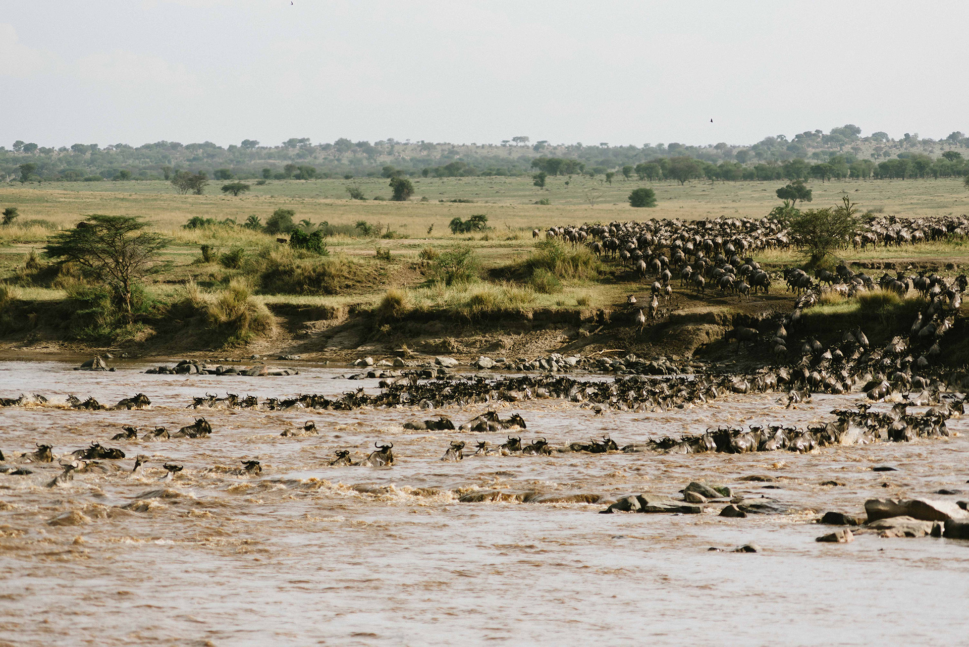water buffalo river crossing tanzania east africa great migration