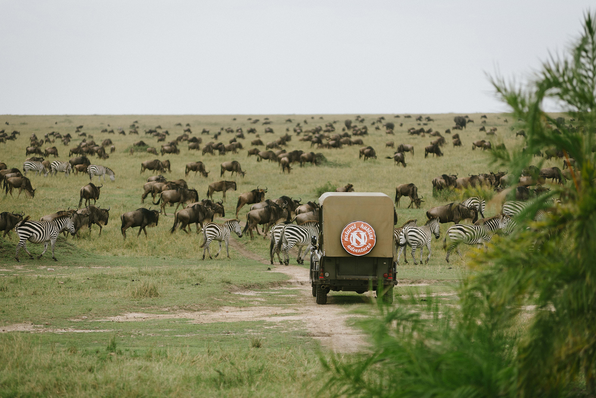 Ngorongoro crater tanzania wildlife safari