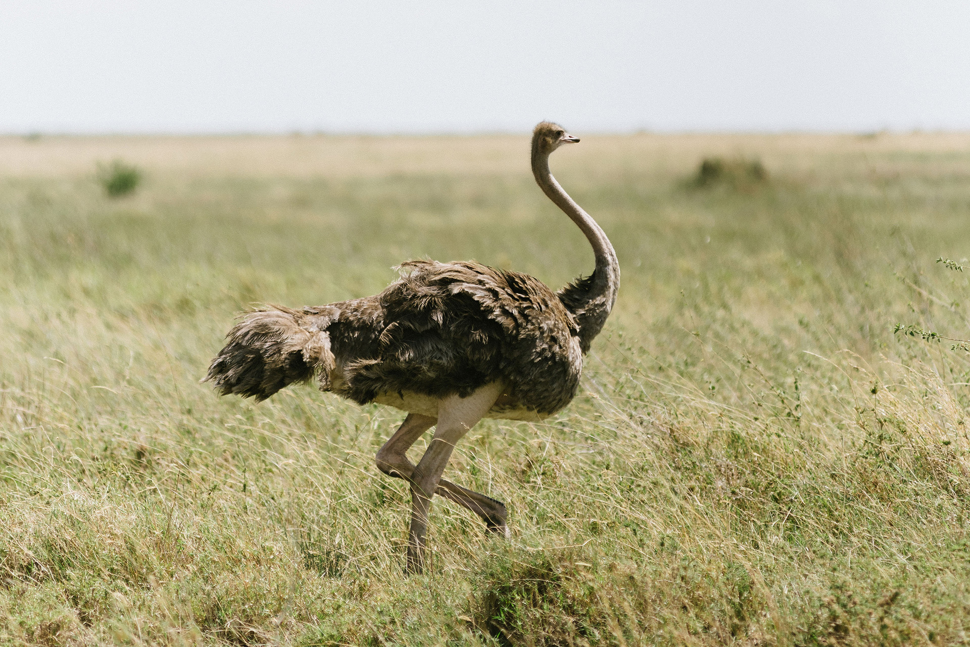 wild ostrich tanzania