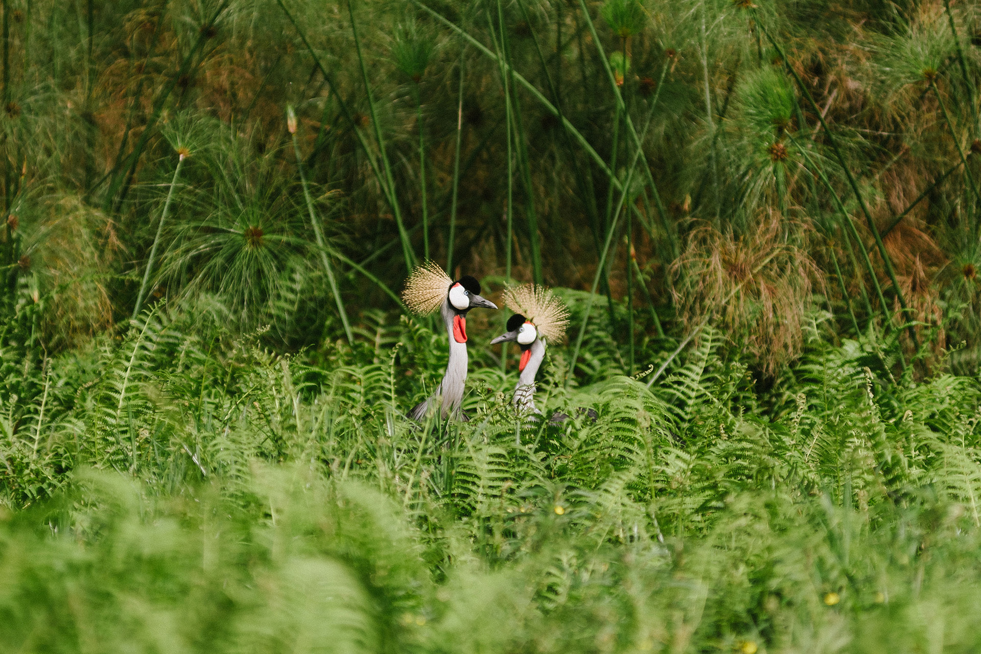 african cranes mating dance