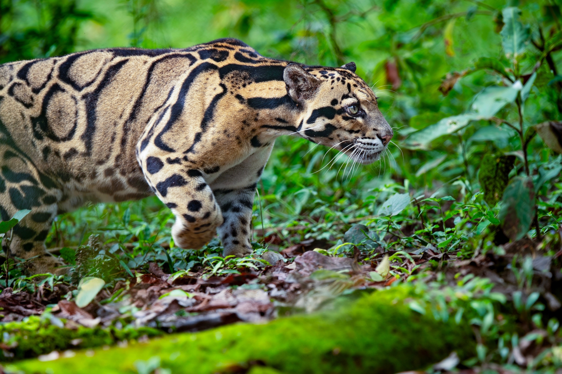The elusive clouded Leopard