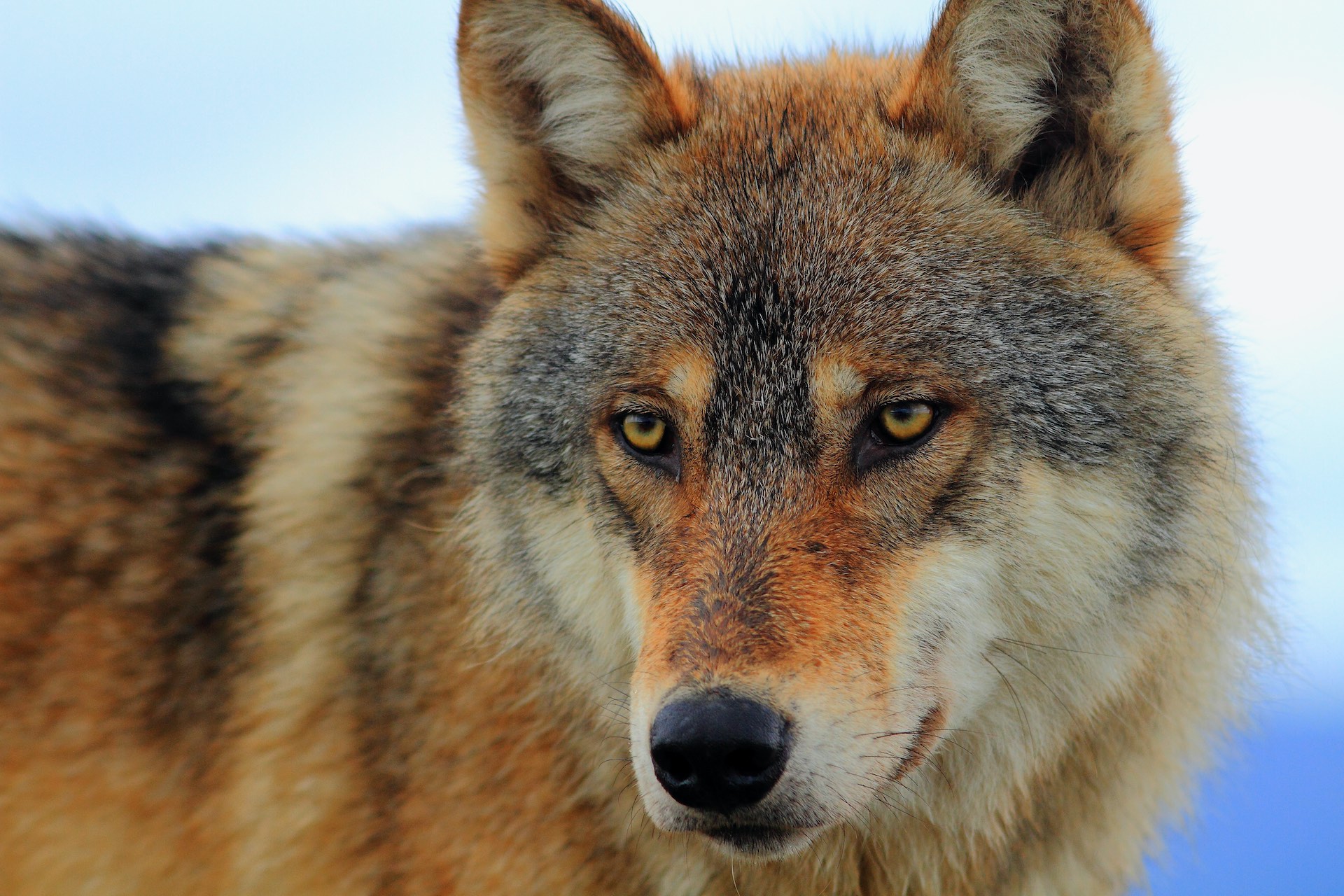 A wolf in Alaska.