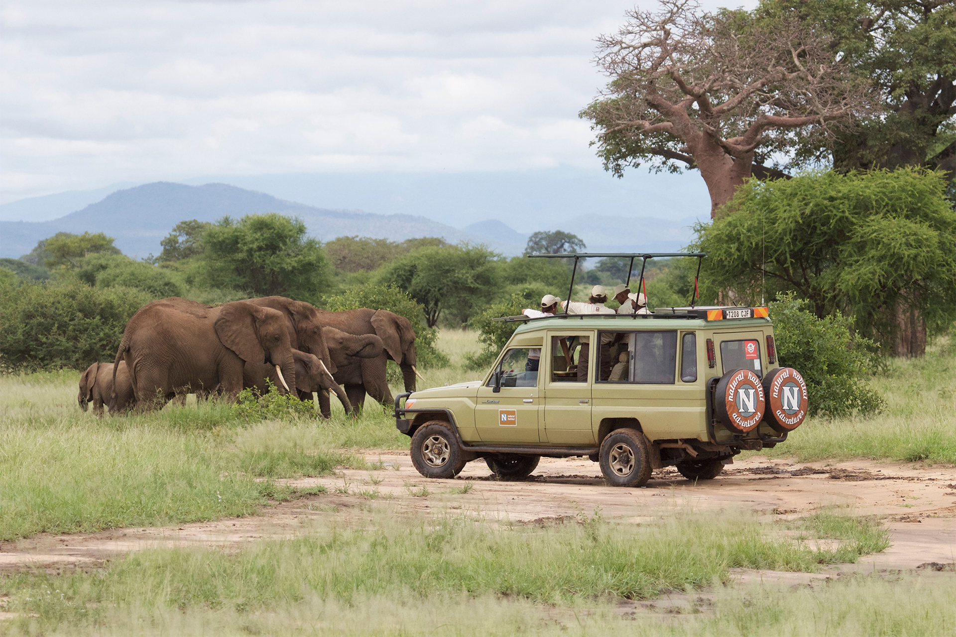 tanzania east africa safari drive big 5 elephant herd