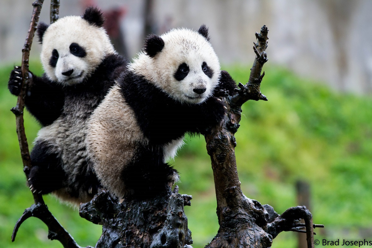 Baby pandas in China.