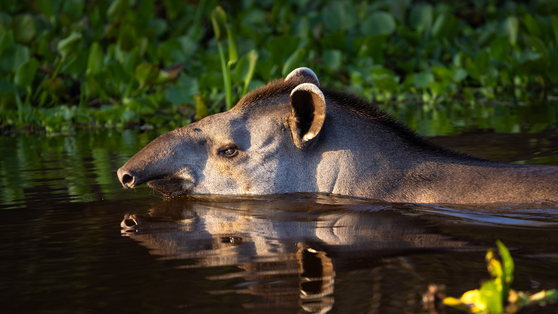 Brazilian Tapir with reflection swimming in the Pantanal wetland
