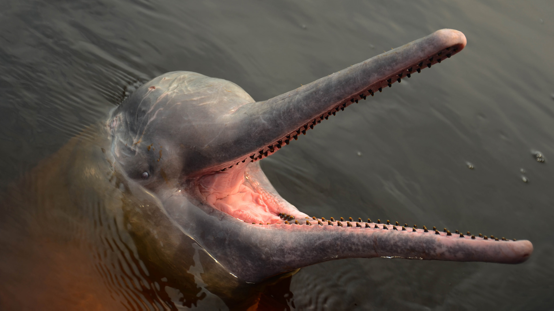 pink river dolphin