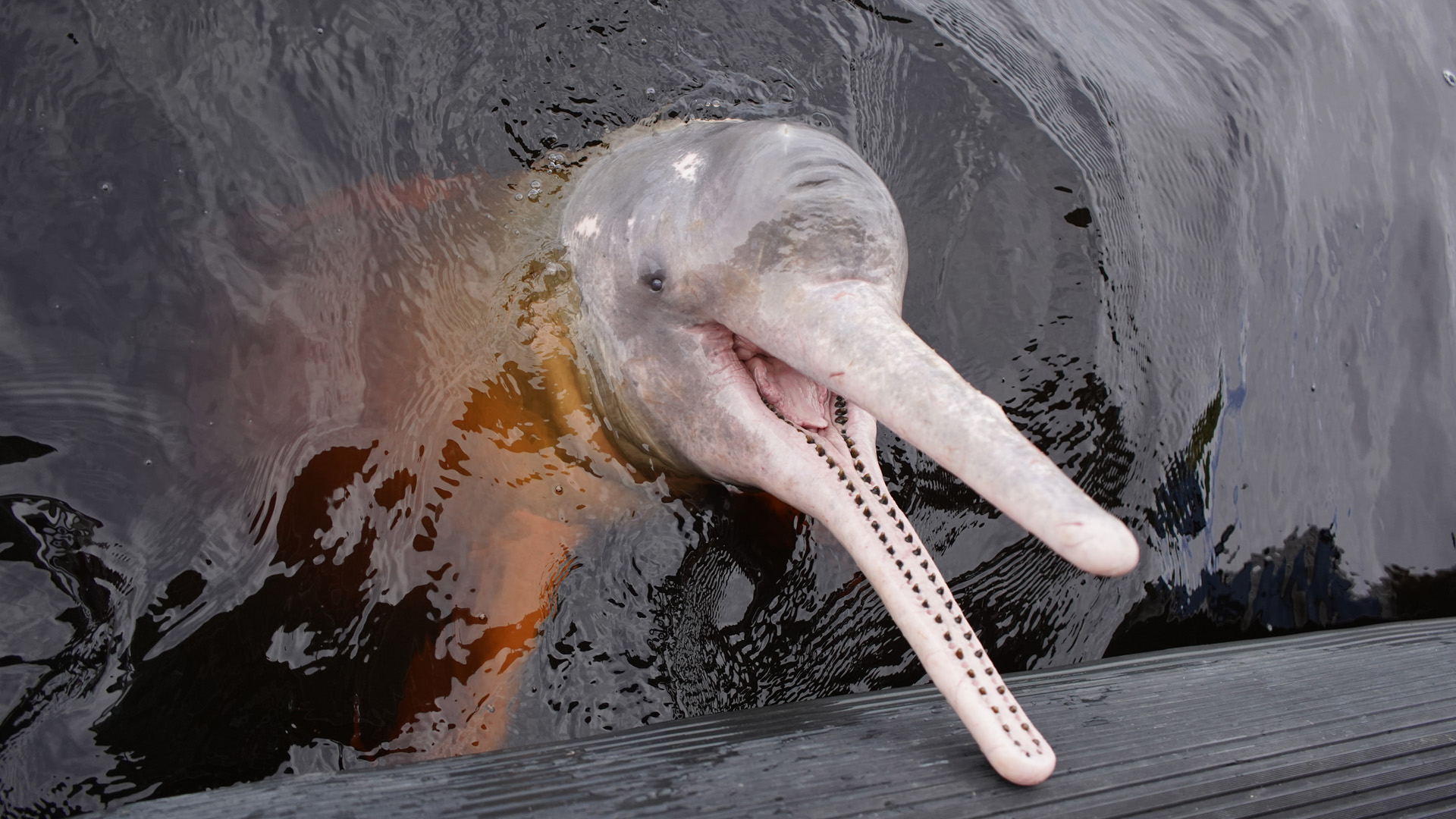 Amazon River Dolphin, Pink Dolphin, (Inia geoffrensis) Iniidae f