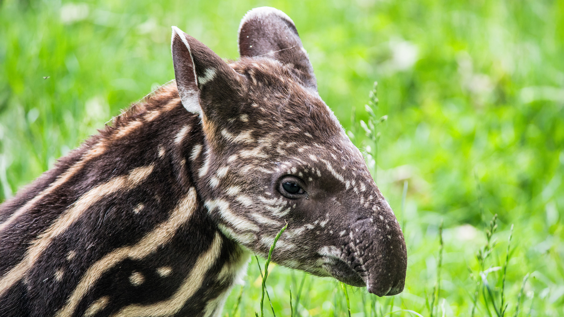 Nine days old baby of the endangered South American tapir (Tapirus terrestris), also called Brazilian tapir or lowland tapir