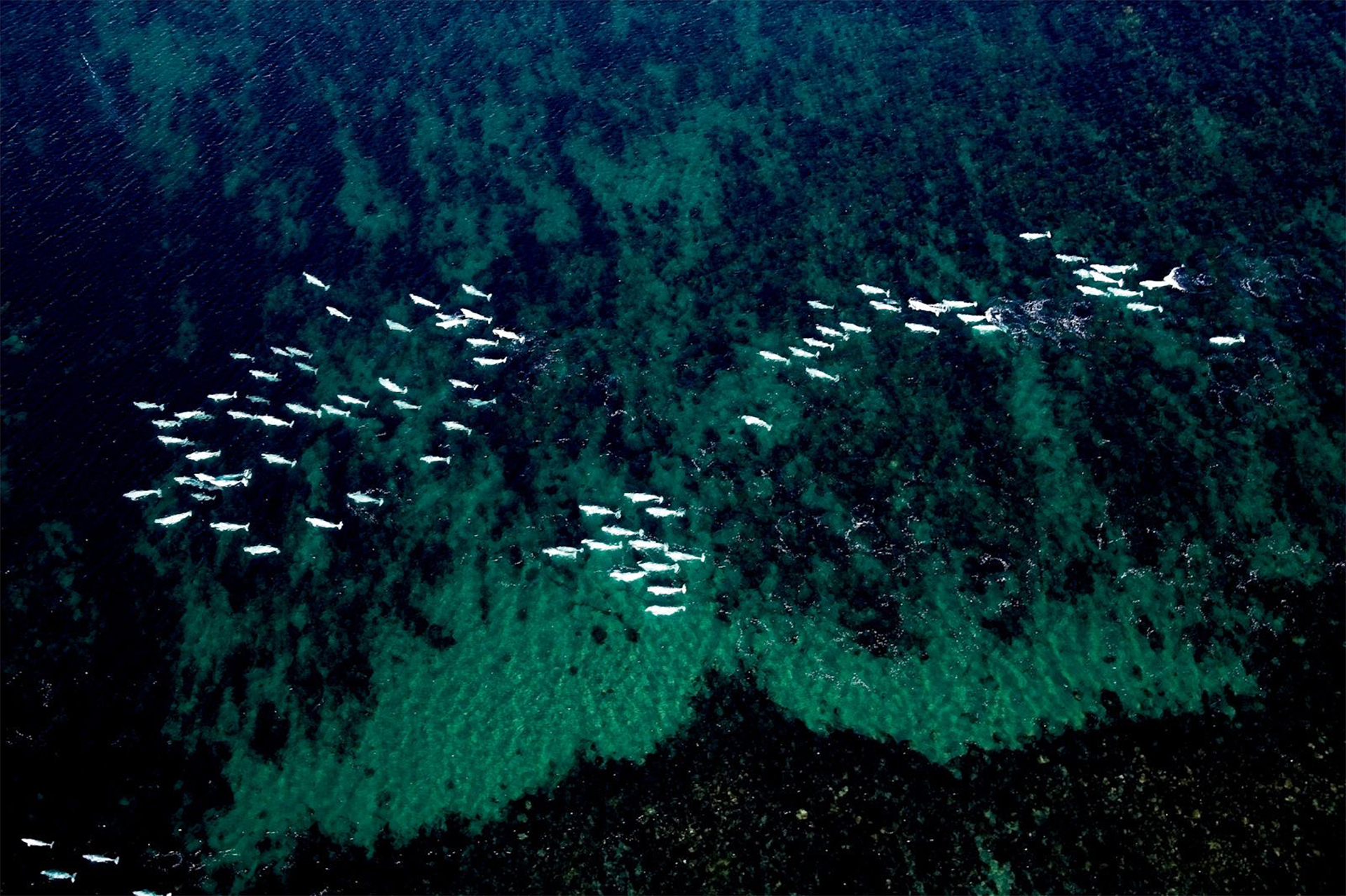 Aerial view of beluga whale migration 