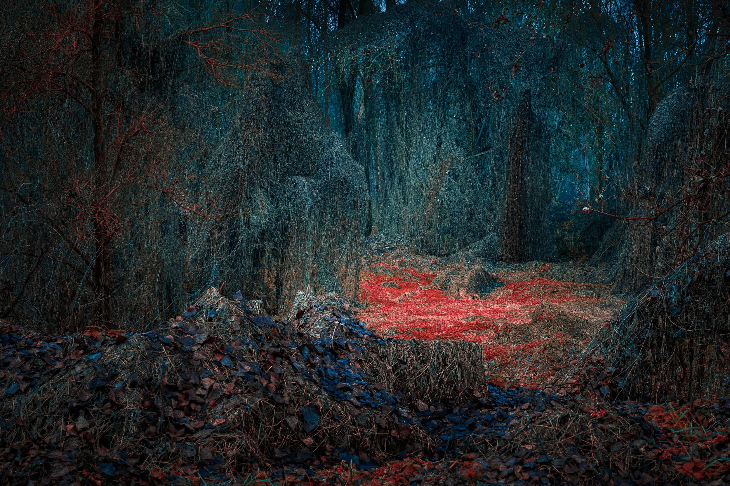 a photograph of a forest with uncanny colors in teal and orange-red