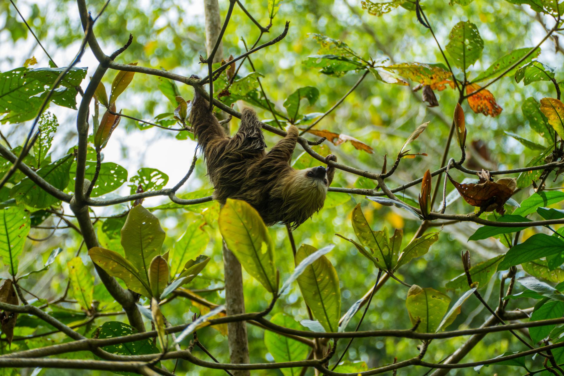 A Sloth hanging on a tree branch in Costa Rica